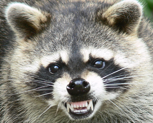 i have the immune system of a raccoon!