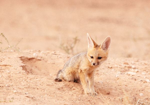 JACKAL